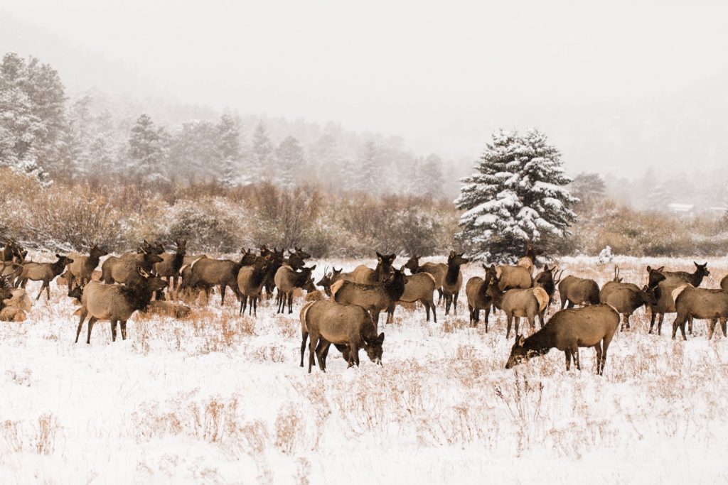 elk in a snowy field in Estes Park