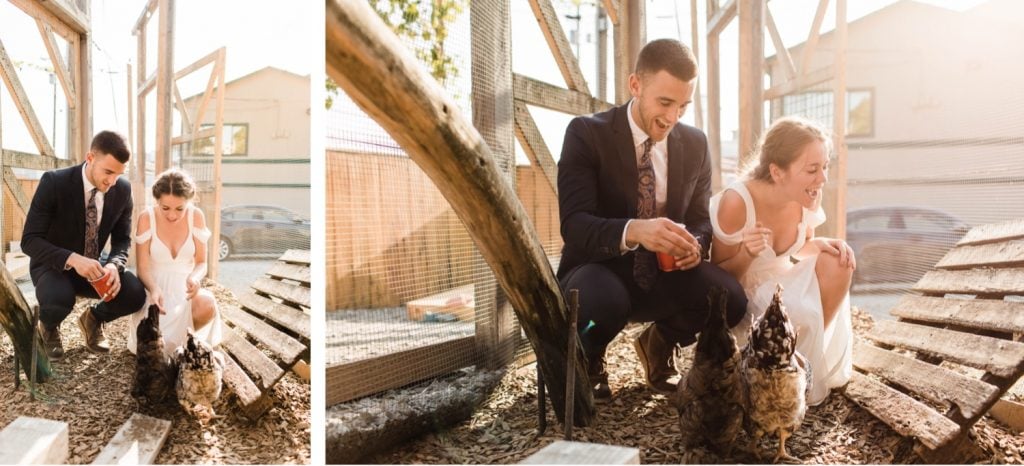 couple feeding the chickens at Humble Pie Seattle after their Mt Rainier elopement | Washington state elopements near Seattle