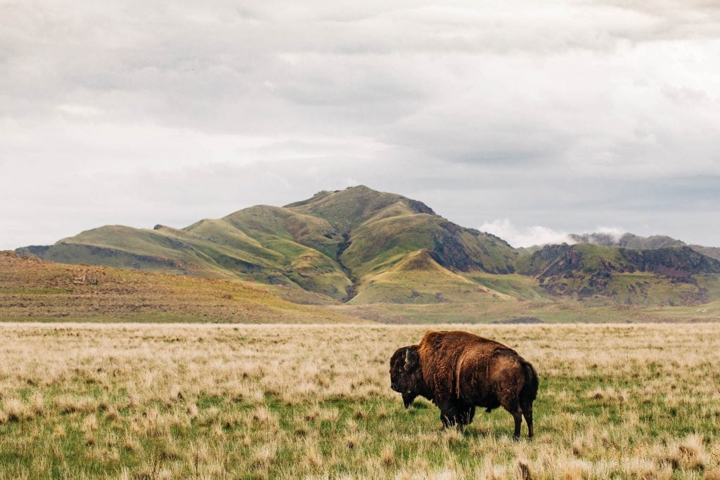 landscape photography for sale of bison in the Utah mountains