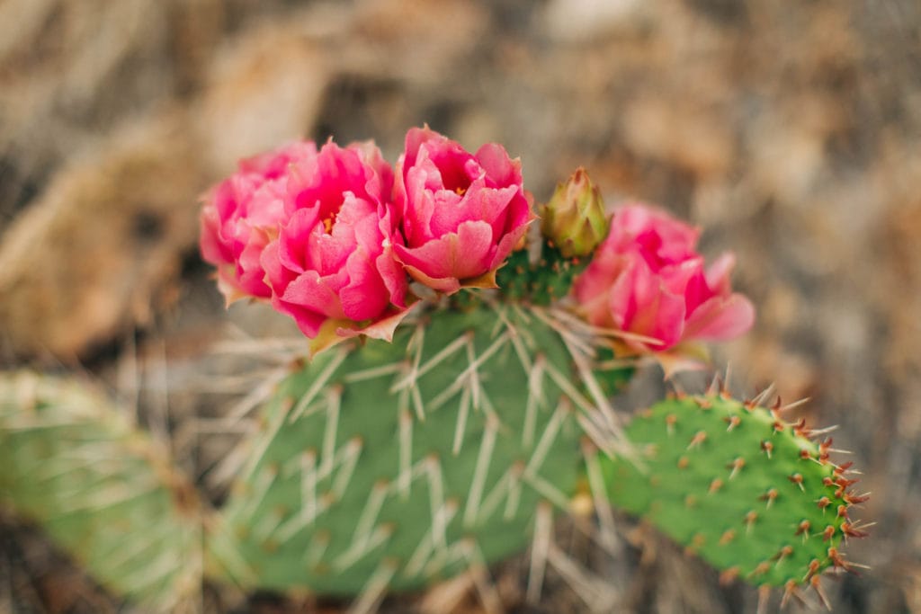 blooming pink flower cactus in Moab Utah