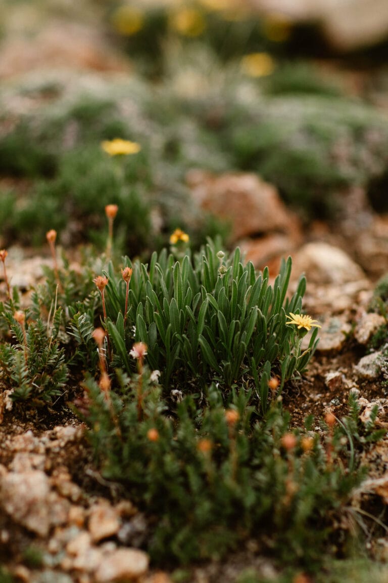 alpine tundra plant life and wildflowers found alongside Independence Pass Colorado