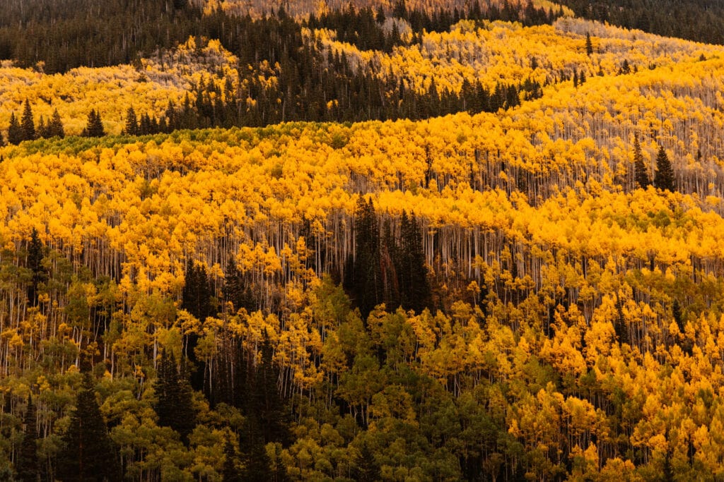seeing the yellow aspen trees in the fall is one of the biggest pros of moving and living in Colorado