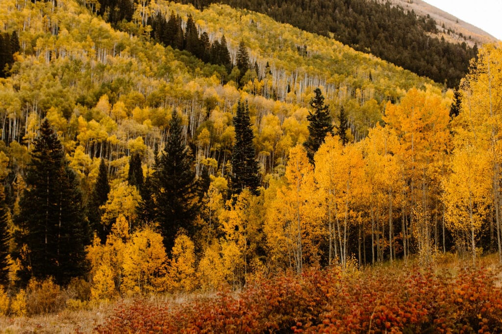 grove of yellow aspen trees in the fall on the edge of Ashcroft Colorado