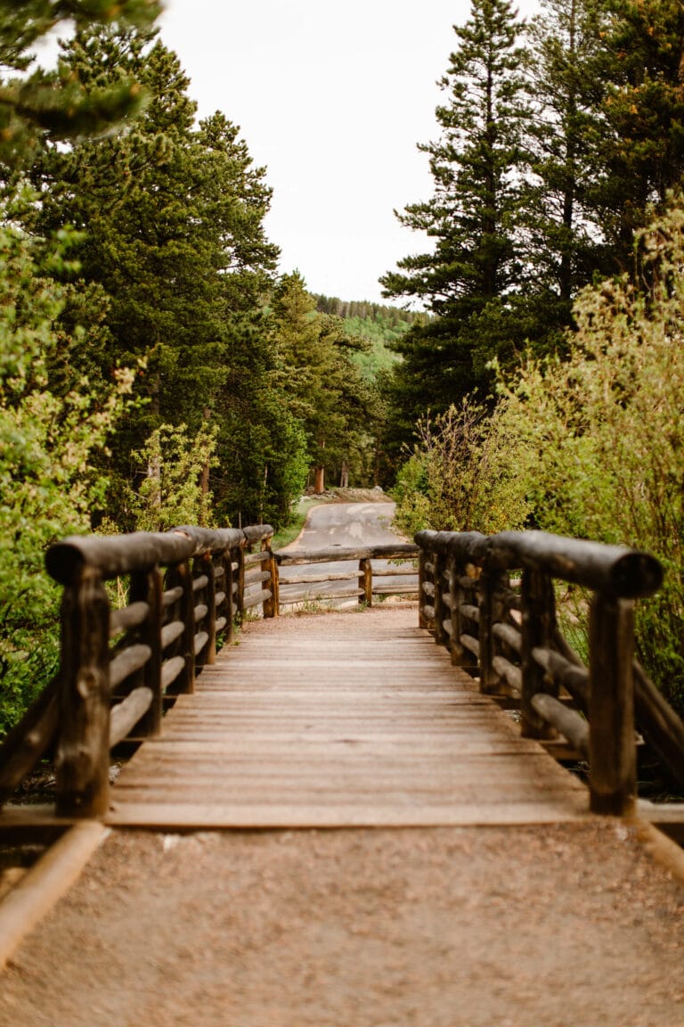 wooden bridge surrounded by trees