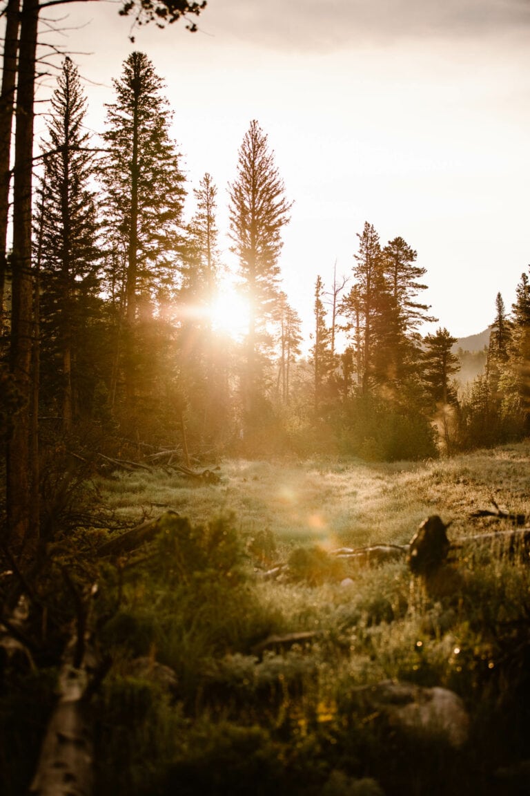 sun rising through the trees