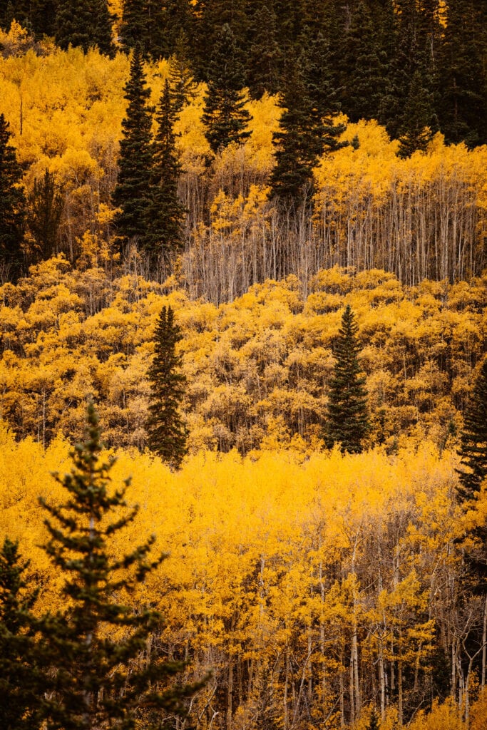 layers of Guanella Pass fall colors up the side of a mountain