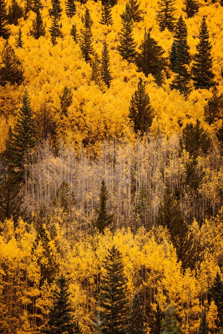 layers of Guanella Pass fall colors up the side of a mountain