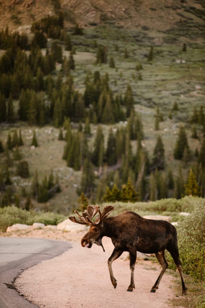 moose crossing the road in the mountains