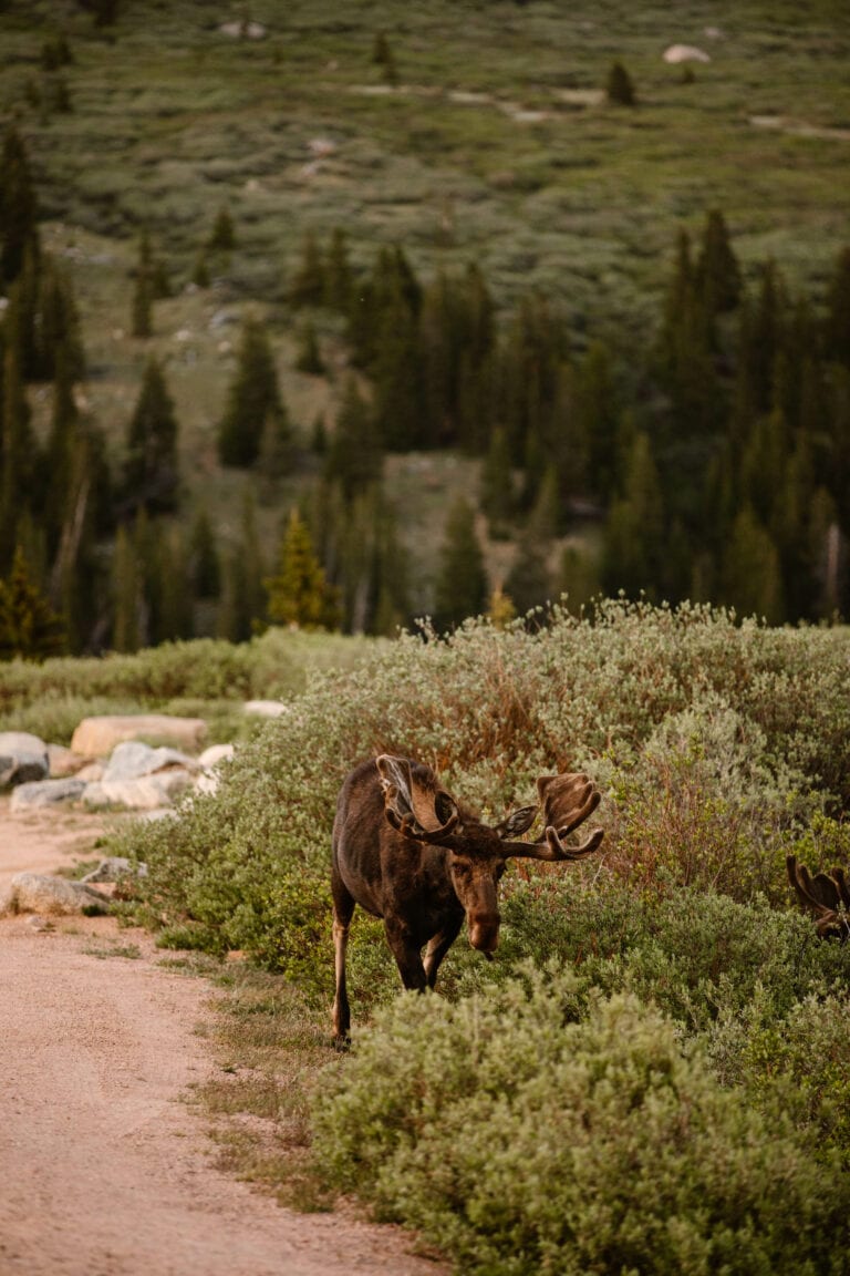 moose on the side of the road