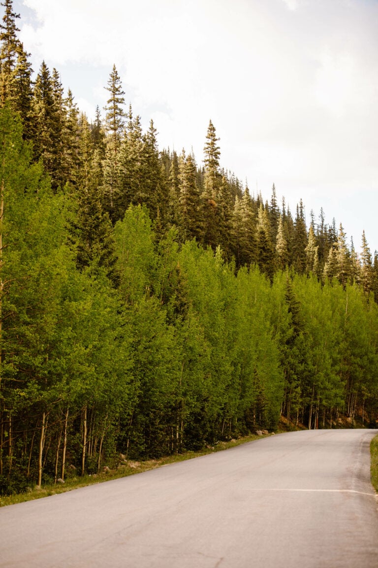 tree lined paved road of Guanella Pass Scenic Byway in Colorado